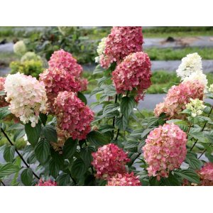 Hortenzia metlinatá (Hydrangea paniculata) ´MAGICAL CANDLE´ ® - výška 20-30 cm, kont. C3L